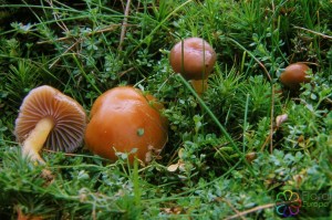 Slijmwasplaat Hygrocybe laeta